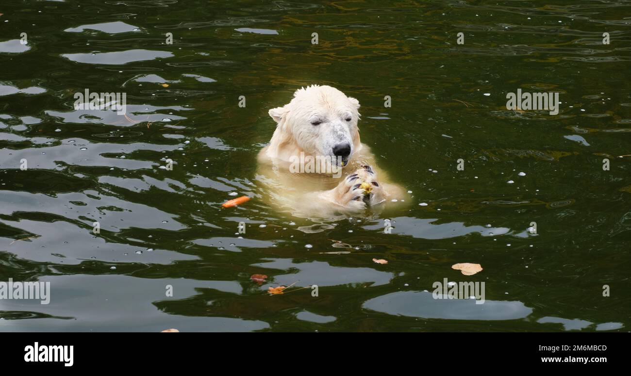 White Bear swimming eats carrots and apples fruits in water in zoo  Stock Photo