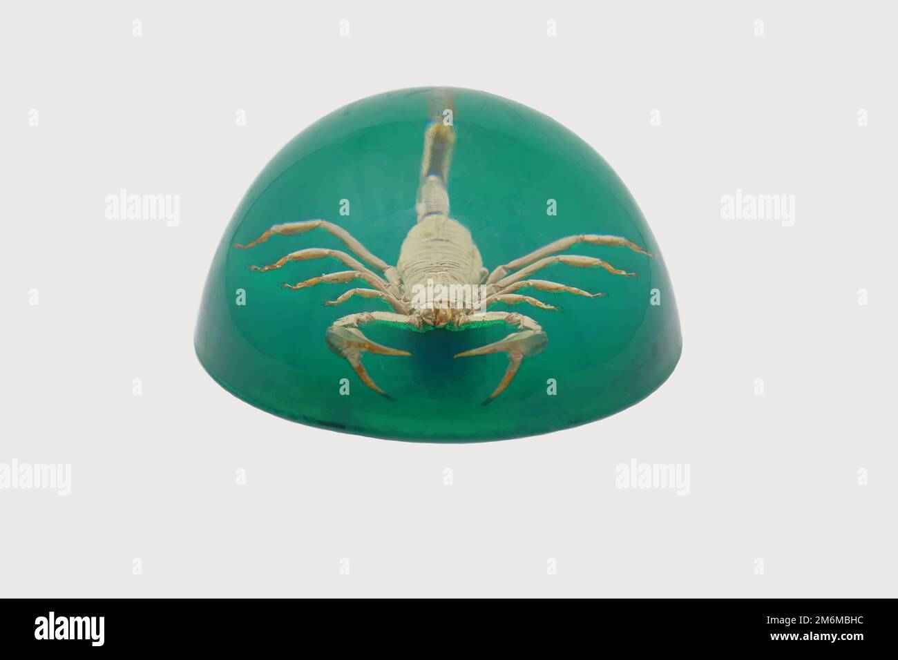Yellow Scorpion in Green Glass Dome Stock Photo