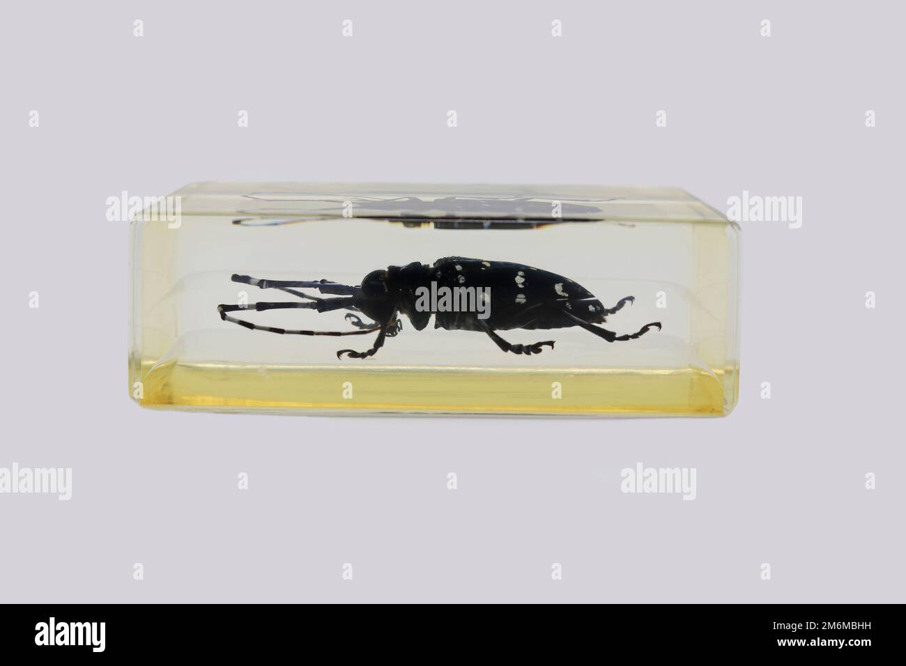 Asian Longhorn Beetle (Anoplophora glabripennis) in lucite Stock Photo