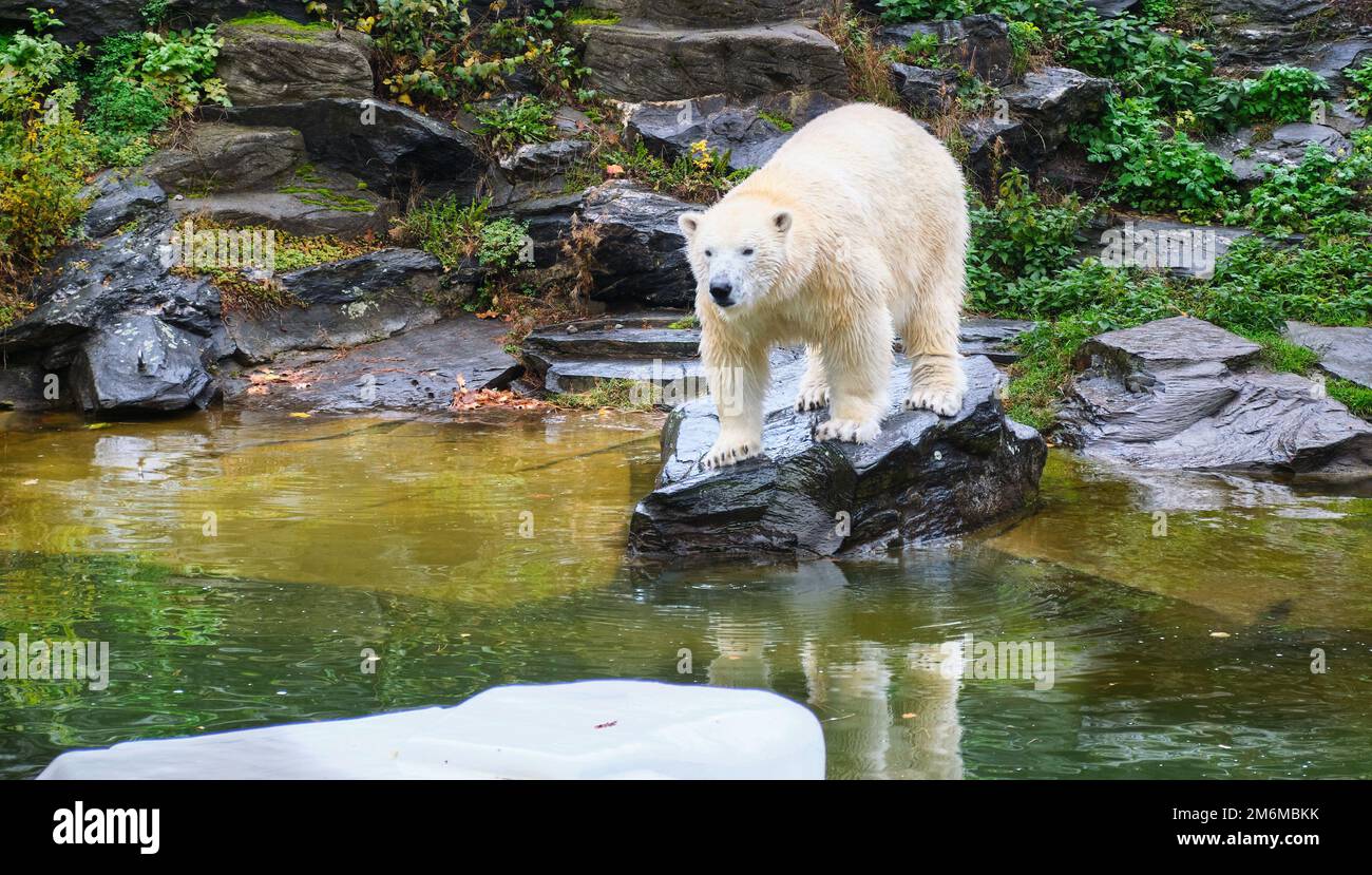 Polar bear paw in water hi-res stock photography and images - Alamy