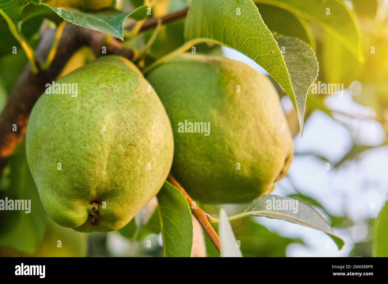 Close up large branch ripe hi-res stock photography and images - Alamy