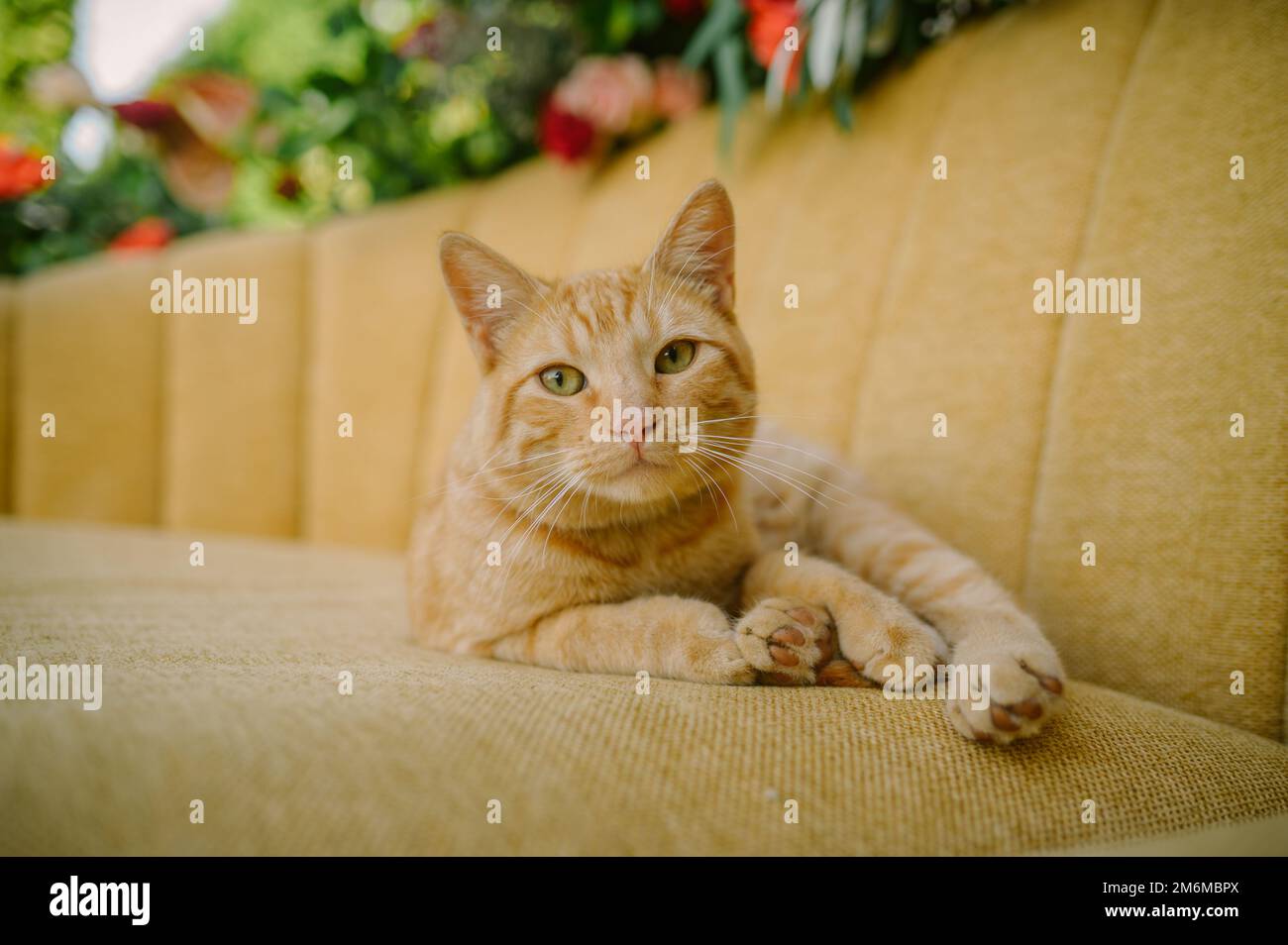 Cute ginger cat lying on sofa Stock Photo