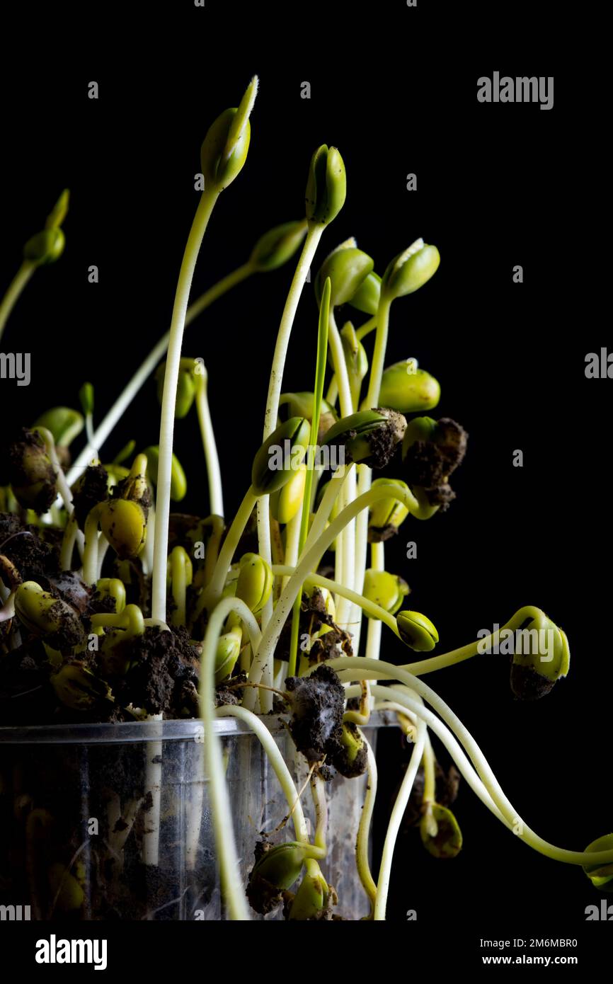 Microgreens. Sprouted soybeans on black Stock Photo