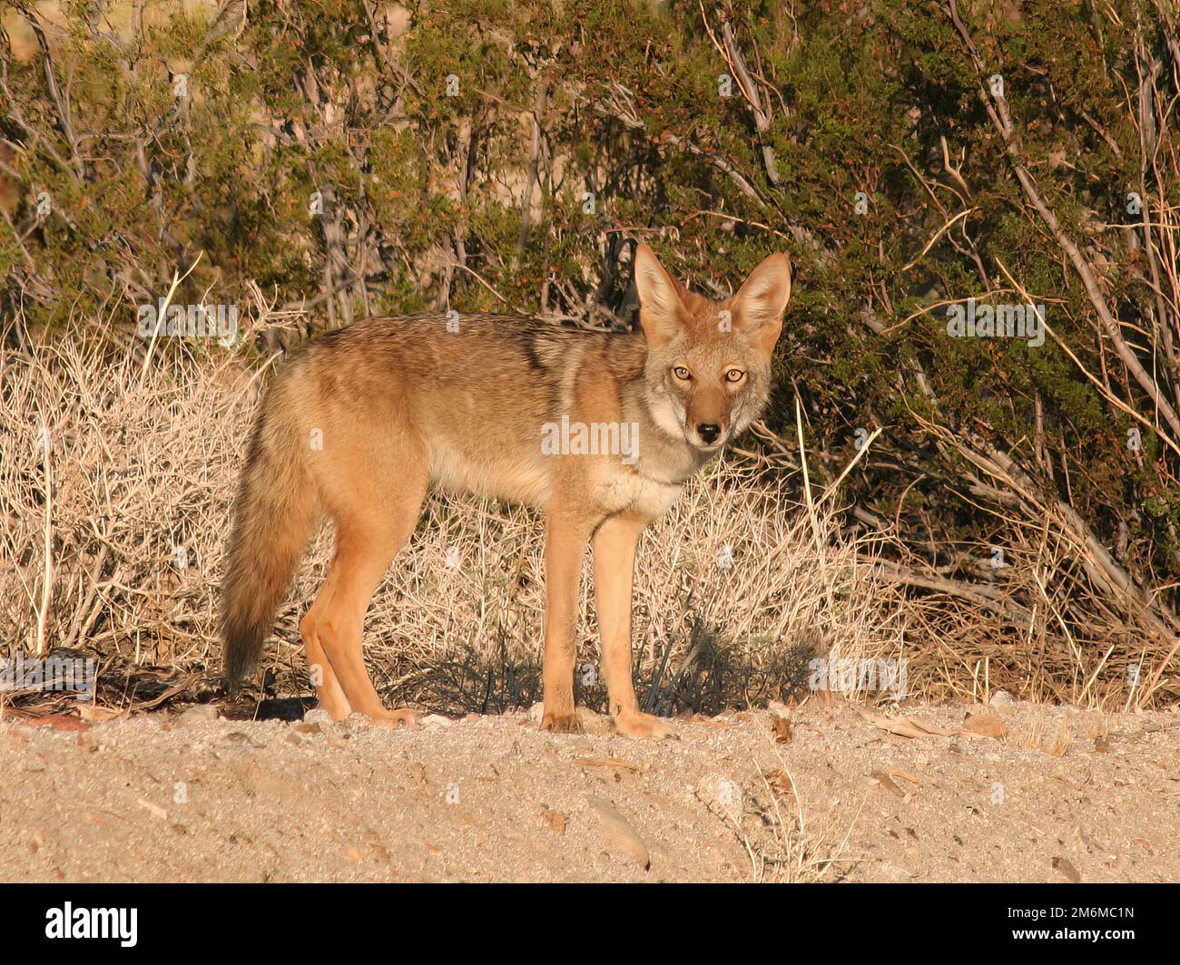 Coyote in Desert in California Stock Photo