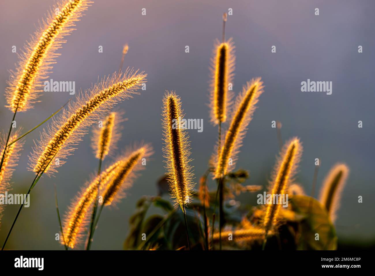 The sun hits the grass. The flower has a light orange shade from the sun. Stock Photo