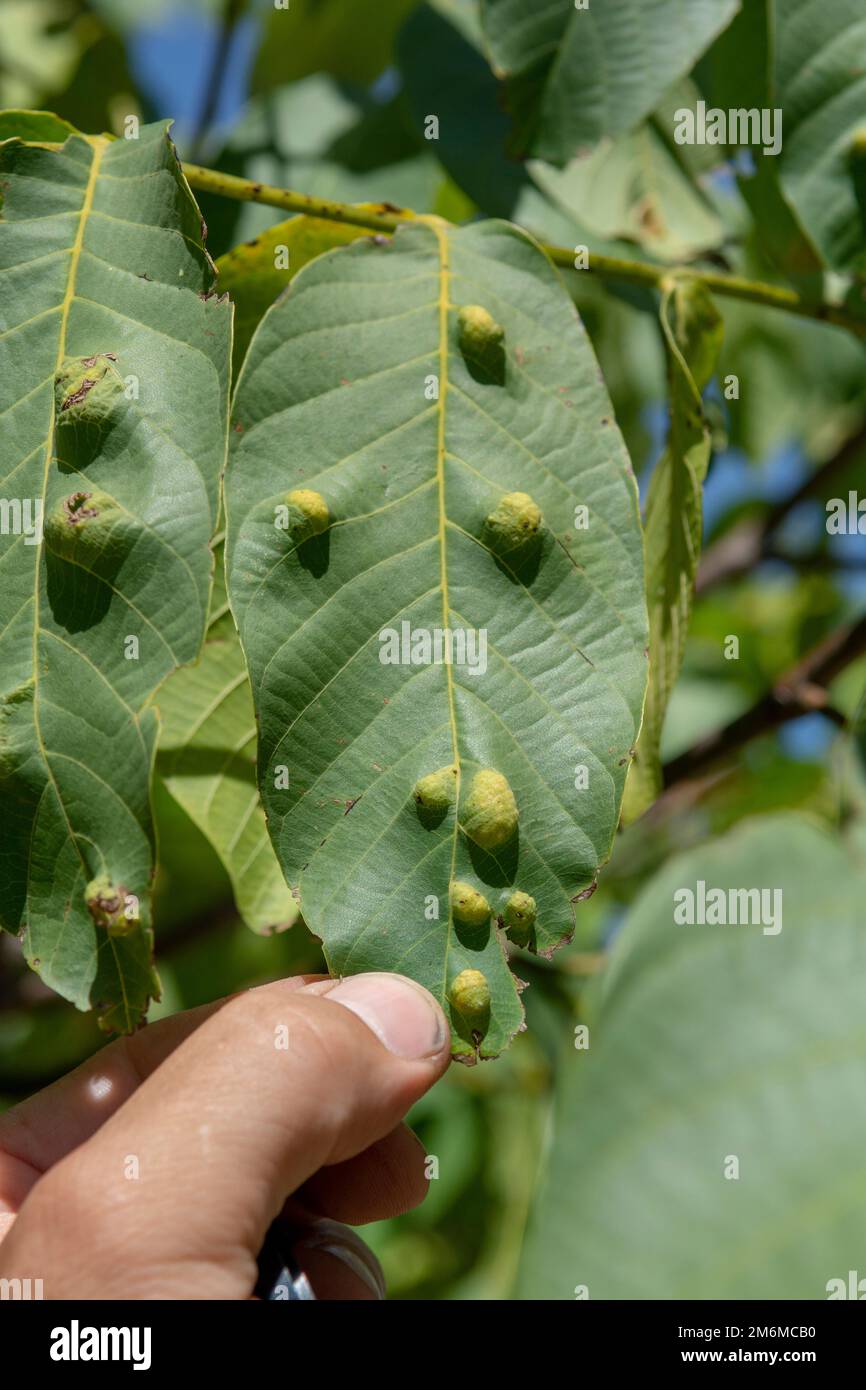 Galls on the leaves of walnut (Juglans regia) caused by Aceria erinea mite . Stock Photo