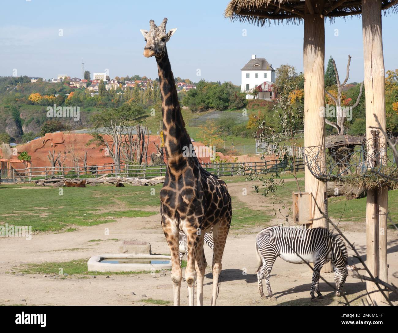Standing giraffe and zebras at the zoo Praha Stock Photo