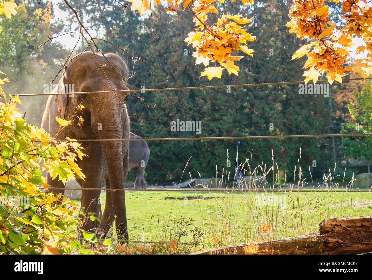 sad elephant behind electric fence in zoo Praha early autumn looking visitors Stock Photo
