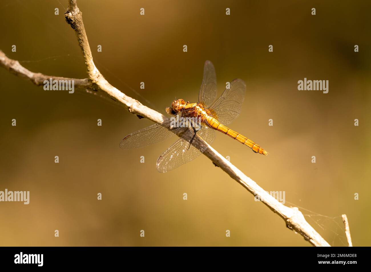 A close-up shot of an Australian Dragonfly perched on a twig Stock ...