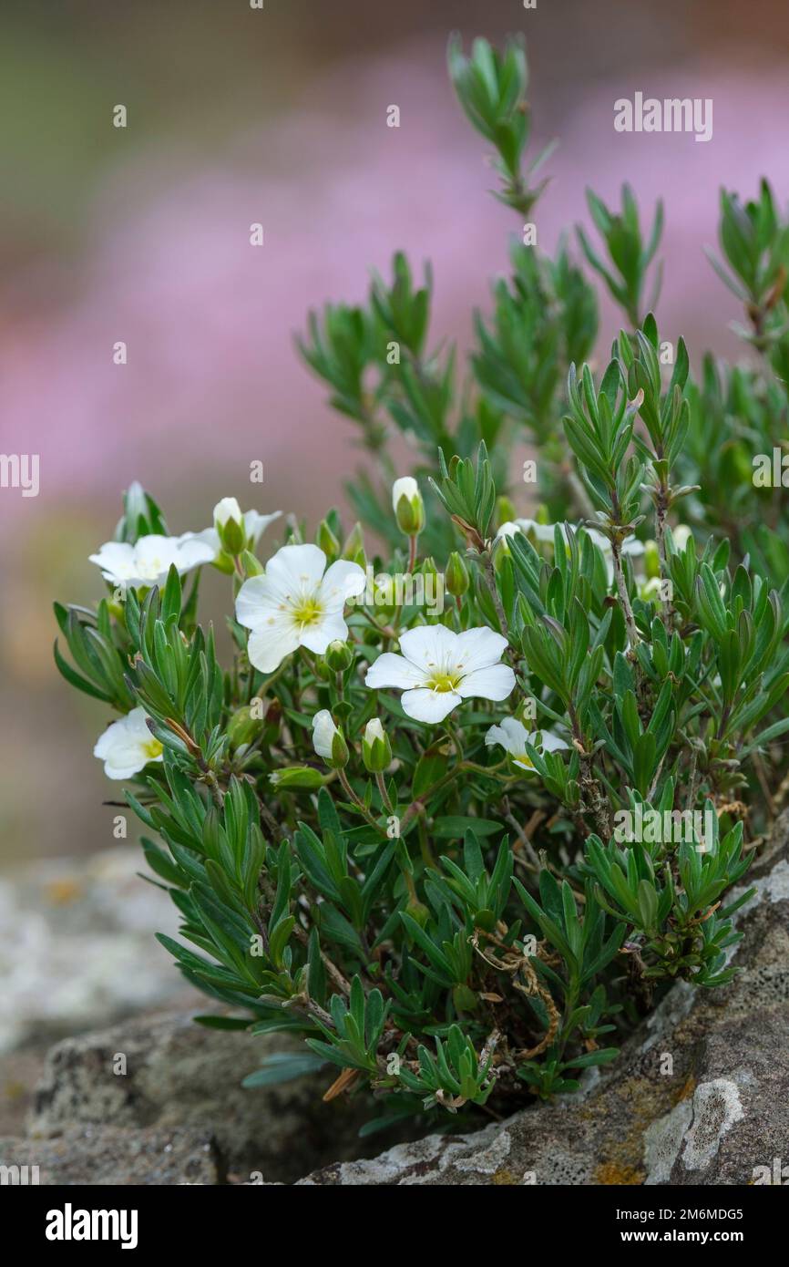 Arenaria montana, mountain sandwort, mountain daisy, evergreen perennial, pure white flowers, early summer Stock Photo