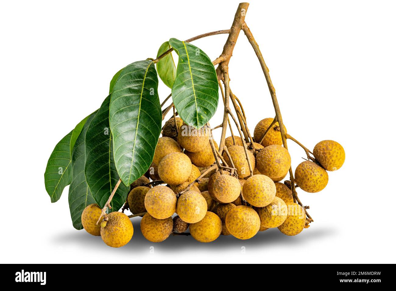 Bunch of fresh longan fruit with leaves and stalk isolated on white background. Stock Photo