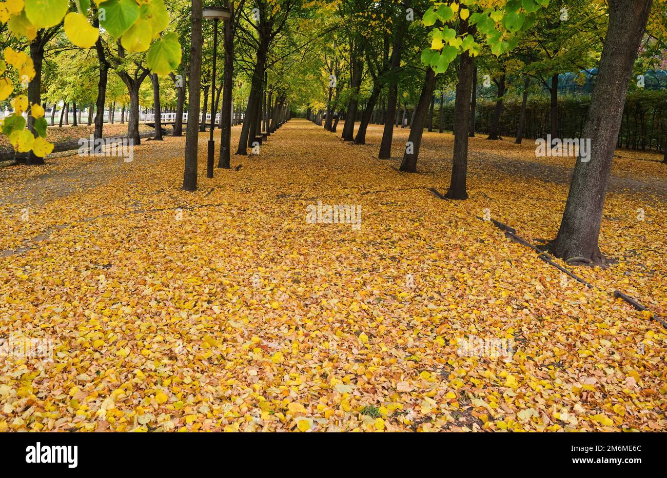 no people Pathway alley covered Foliage trees autumn park many leaves on ground Stock Photo