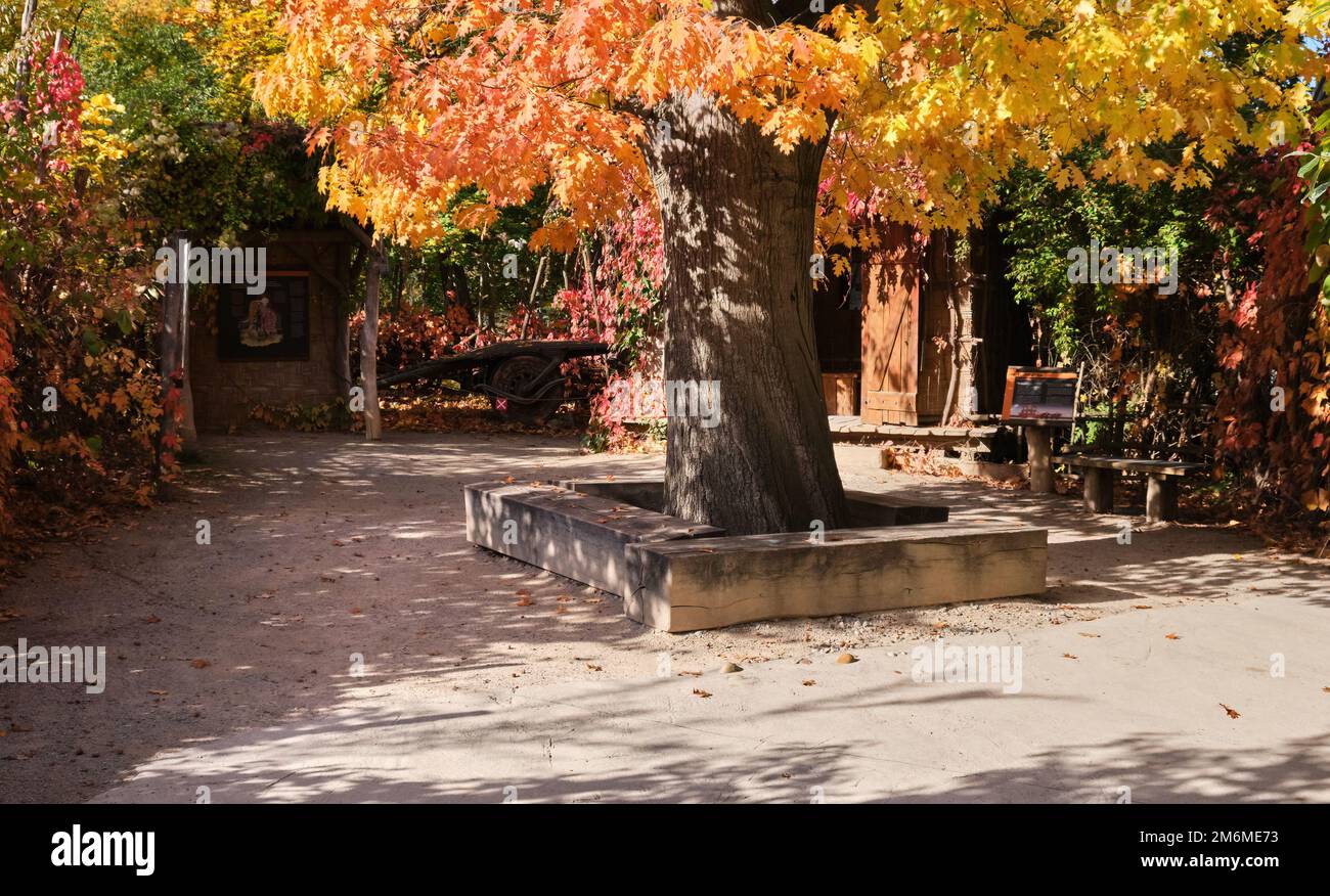 colorful tree Autumn Fall Autumnal Park in courtyard of wooden house  Stock Photo