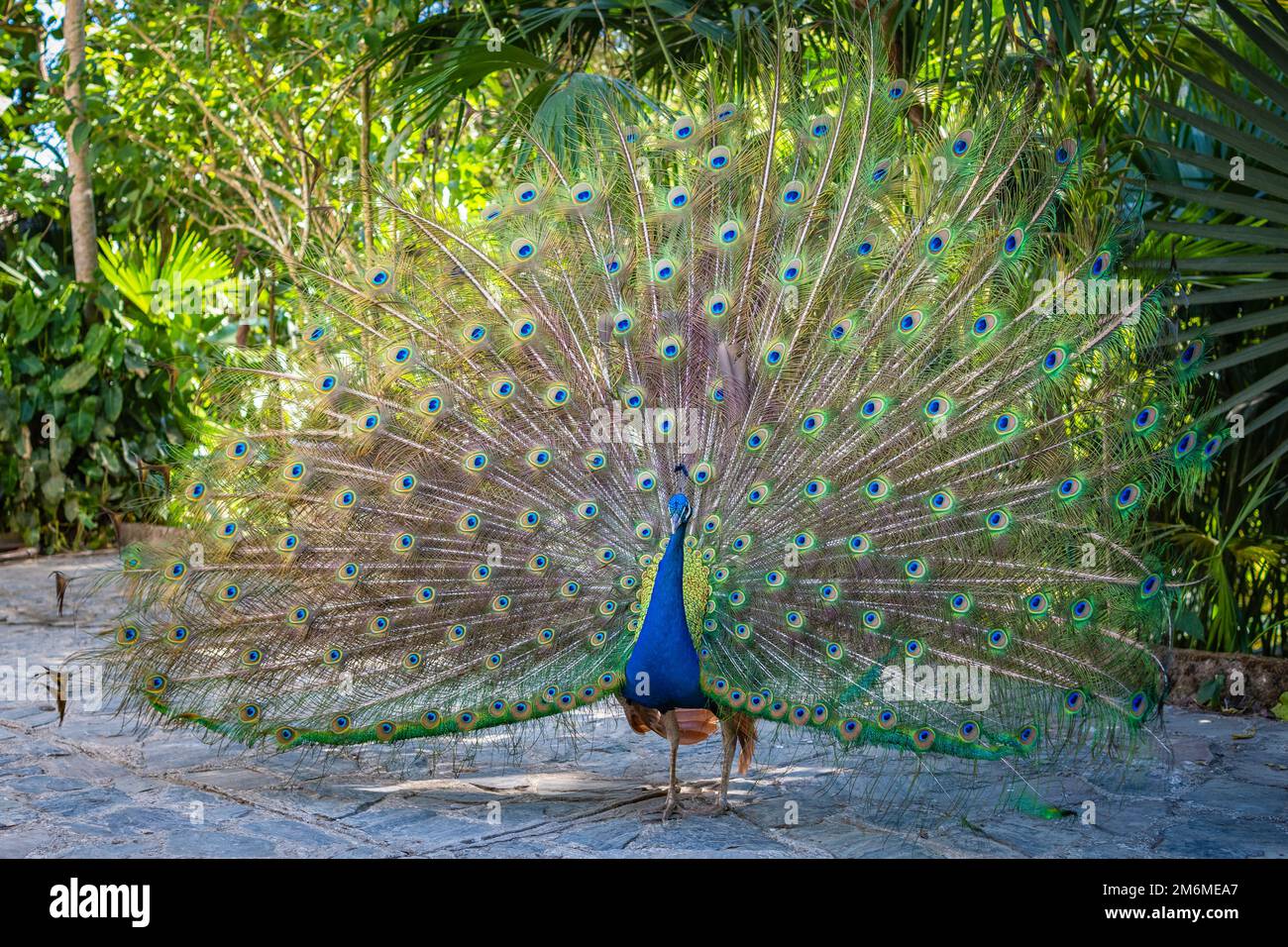 Beautiful Indian peacockÂ displaying his tail Stock Photo