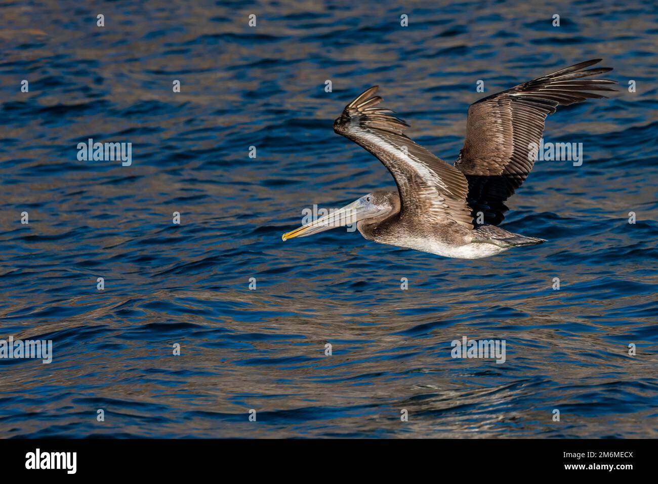 Brown Pelican flying along Puerto Penasco, Mexico Stock Photo