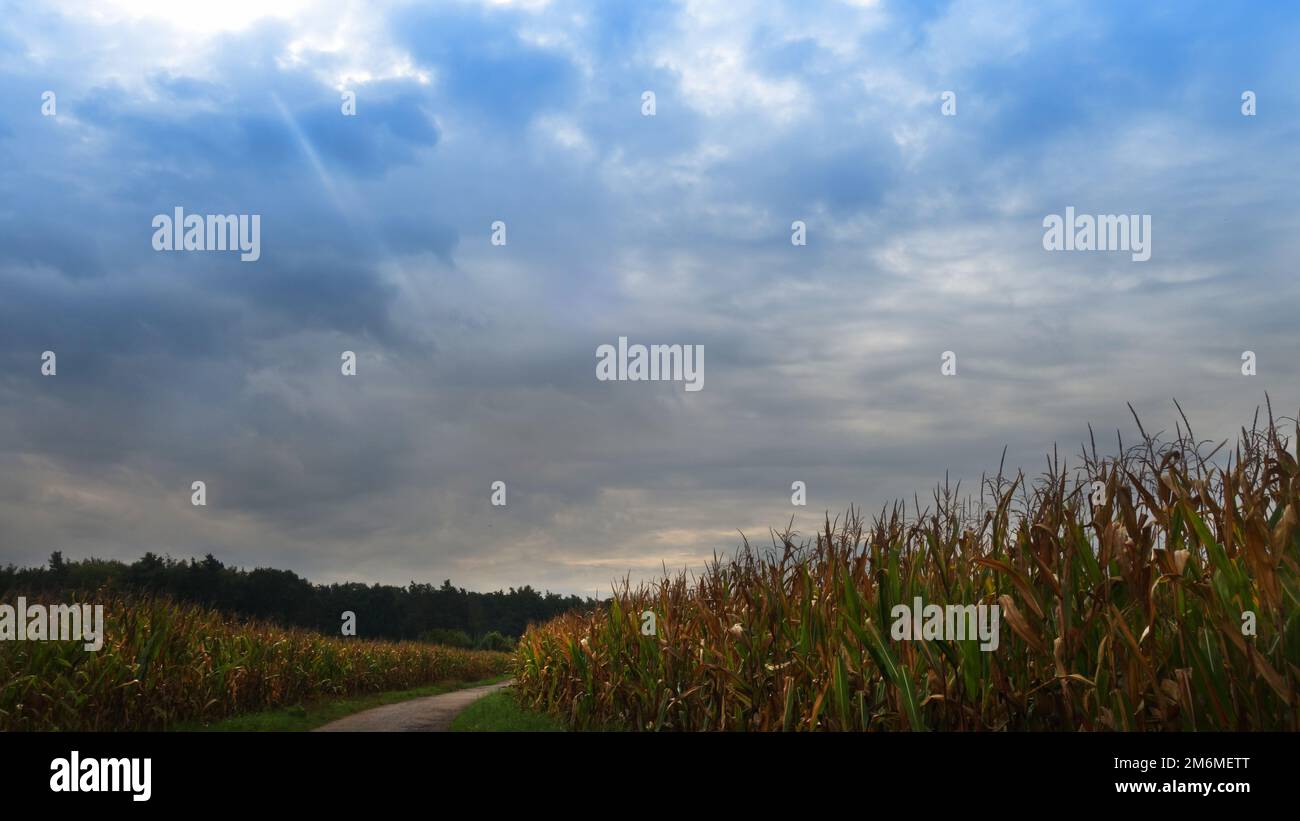 Corn field above hi-res stock photography and images - Alamy