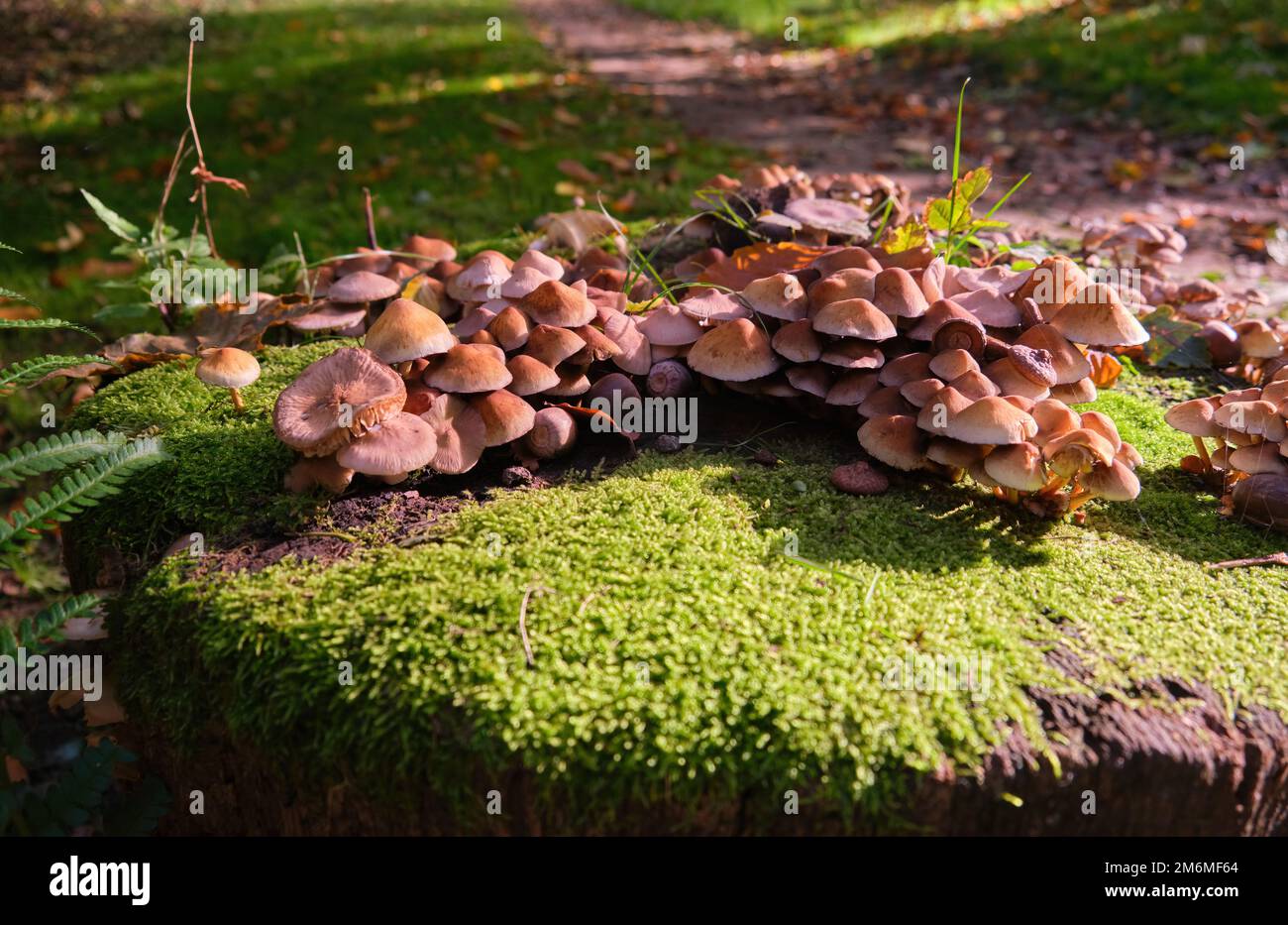 Close-Up growing Mushrooms Growing On Log wild in a forest Stock Photo