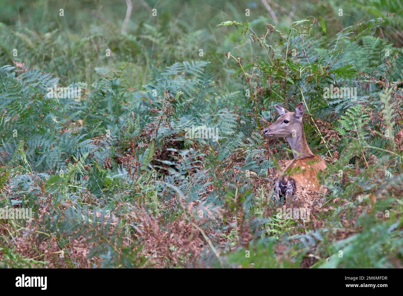 Fallow Deer doe in a fern thicket / Dama dama Stock Photo