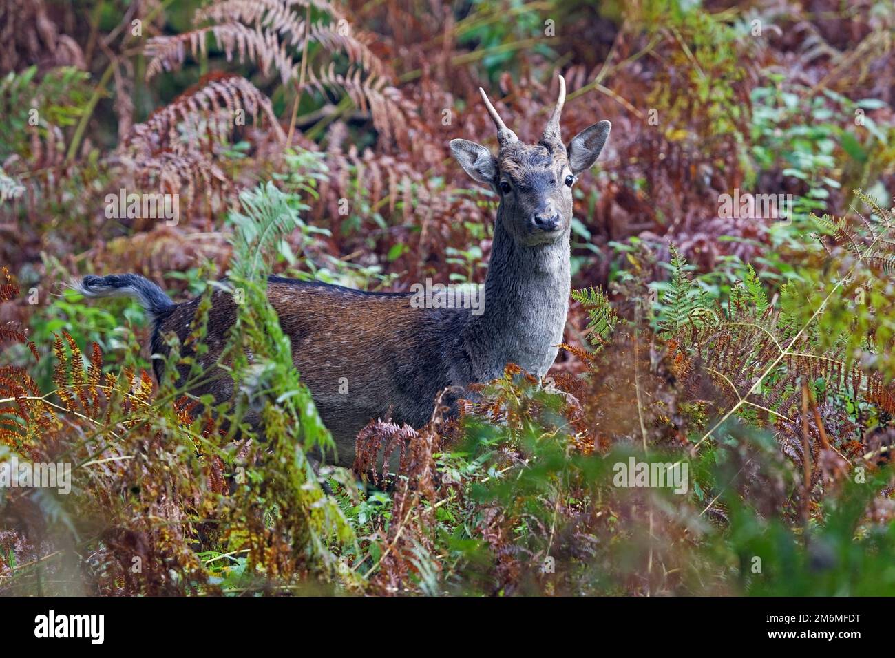 Fallow Deer brocket in a fern thicket / Dama dama Stock Photo