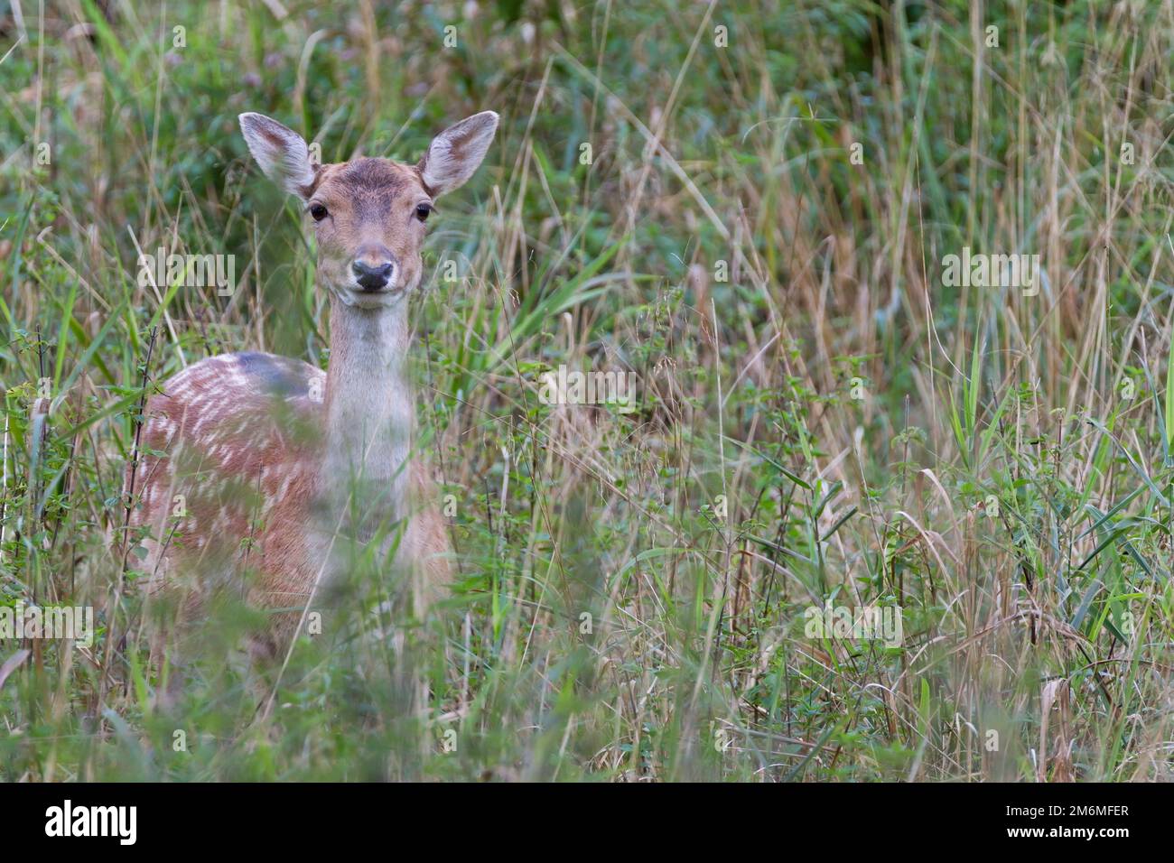 Fallow Deer doe on a forest meadow Stock Photo