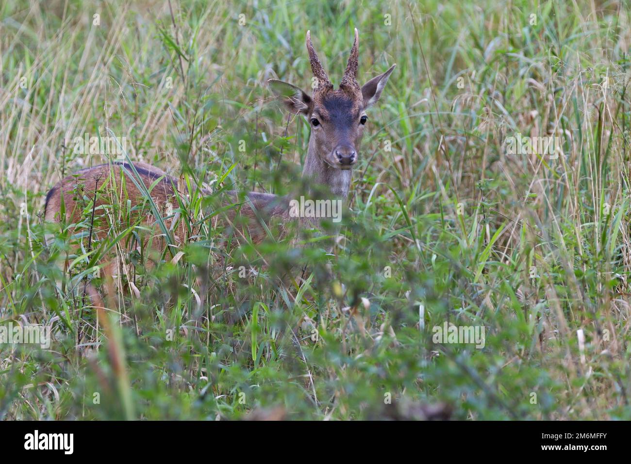 Fallow Deer brocket on a forest meadow Stock Photo