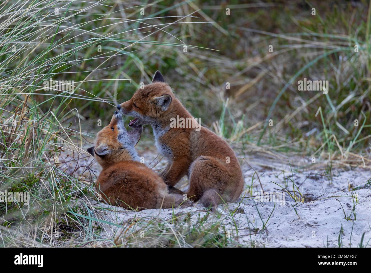 It is always a beautiful nature experience to watch Red Fox pups playfully fighting Stock Photo