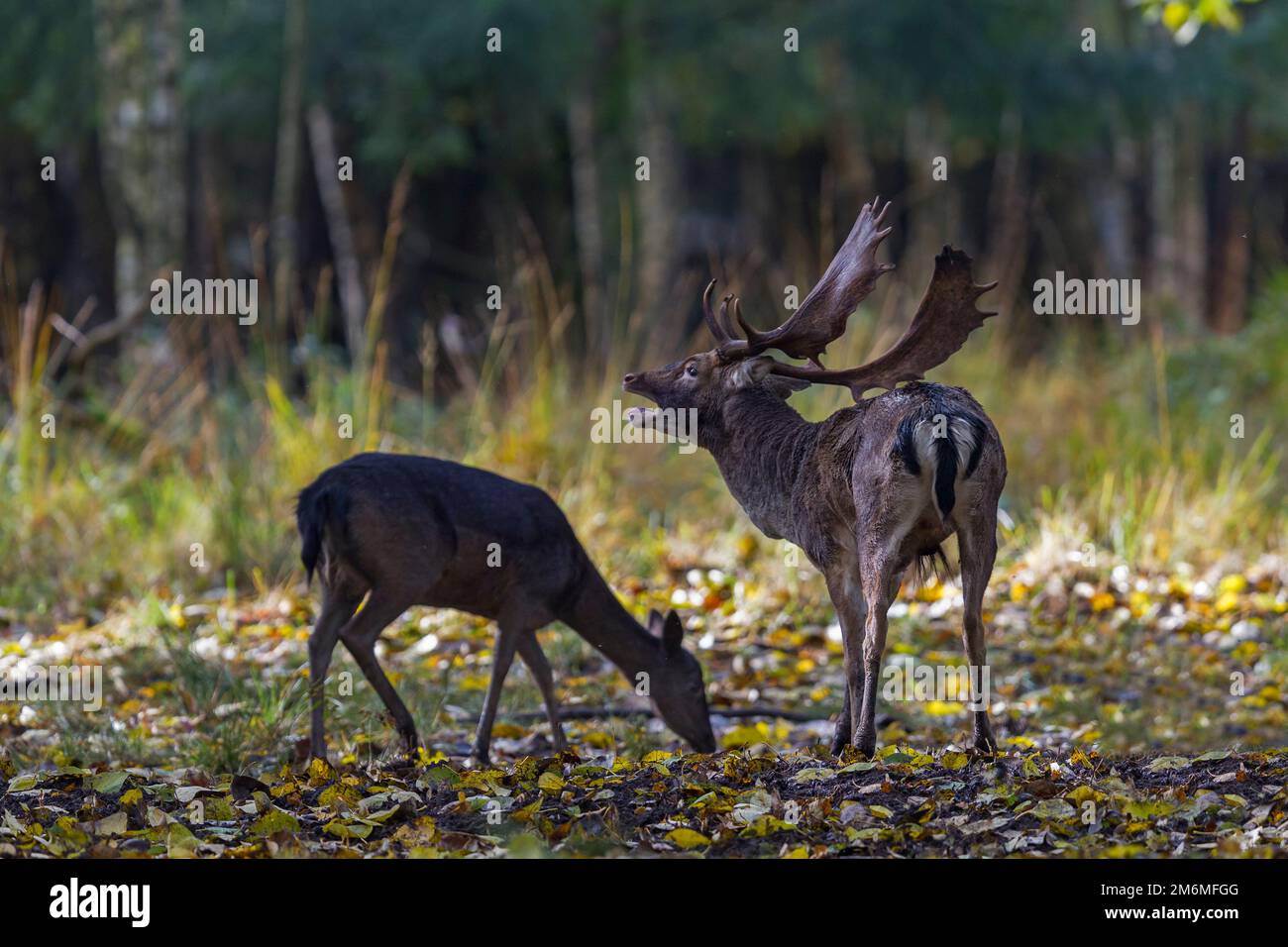 Roaring Fallow Deer buck and doe on the rutting pit Stock Photo