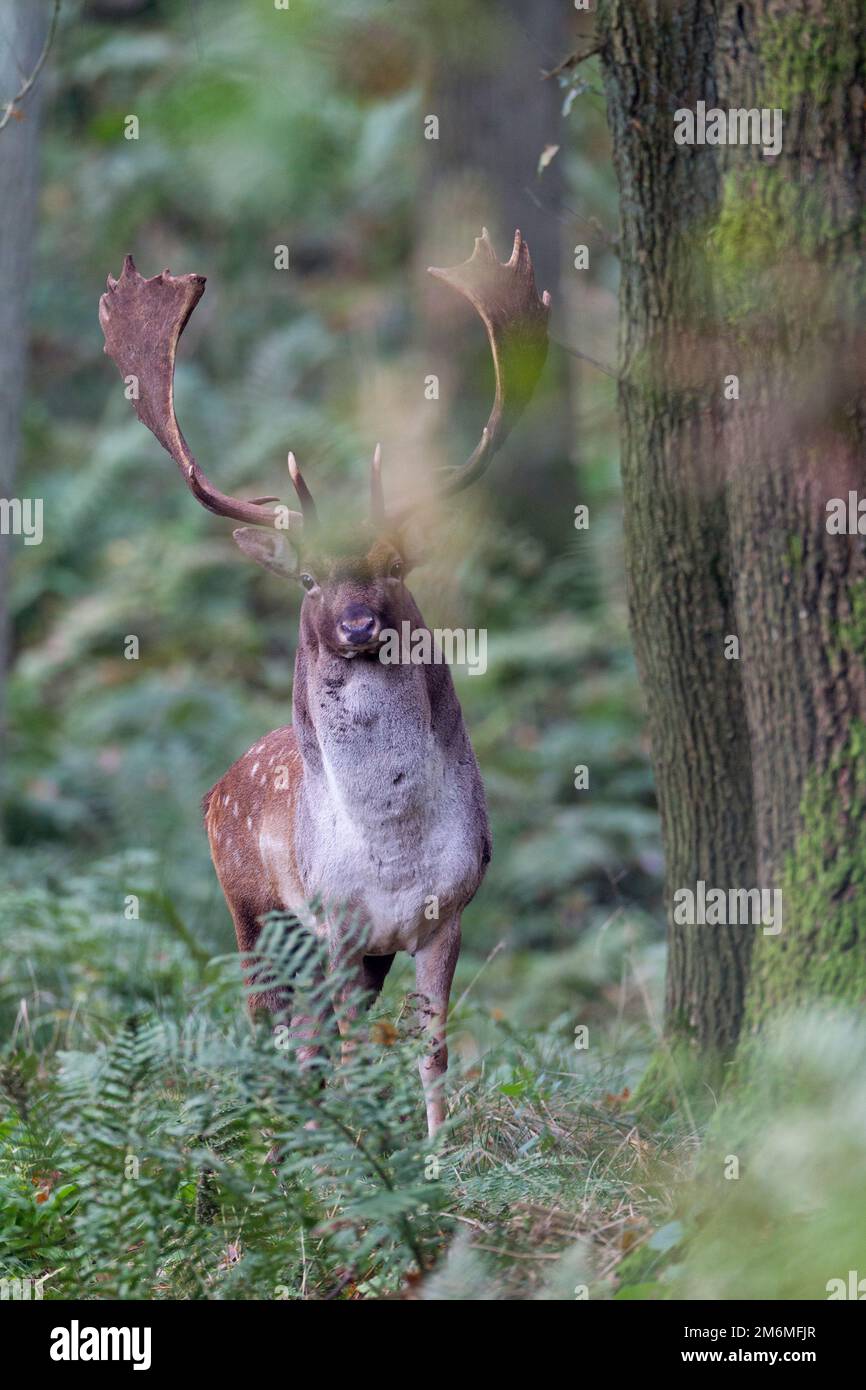 Fallow Bucks Rut Fallow Deer buck during the rut Stock Photo - Alamy