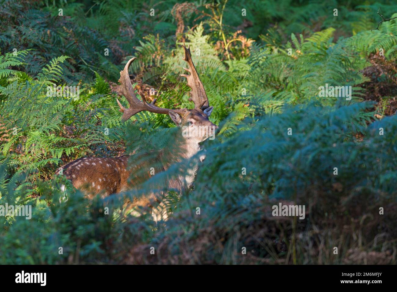 A Fallow Deer buck in fern thicket Stock Photo