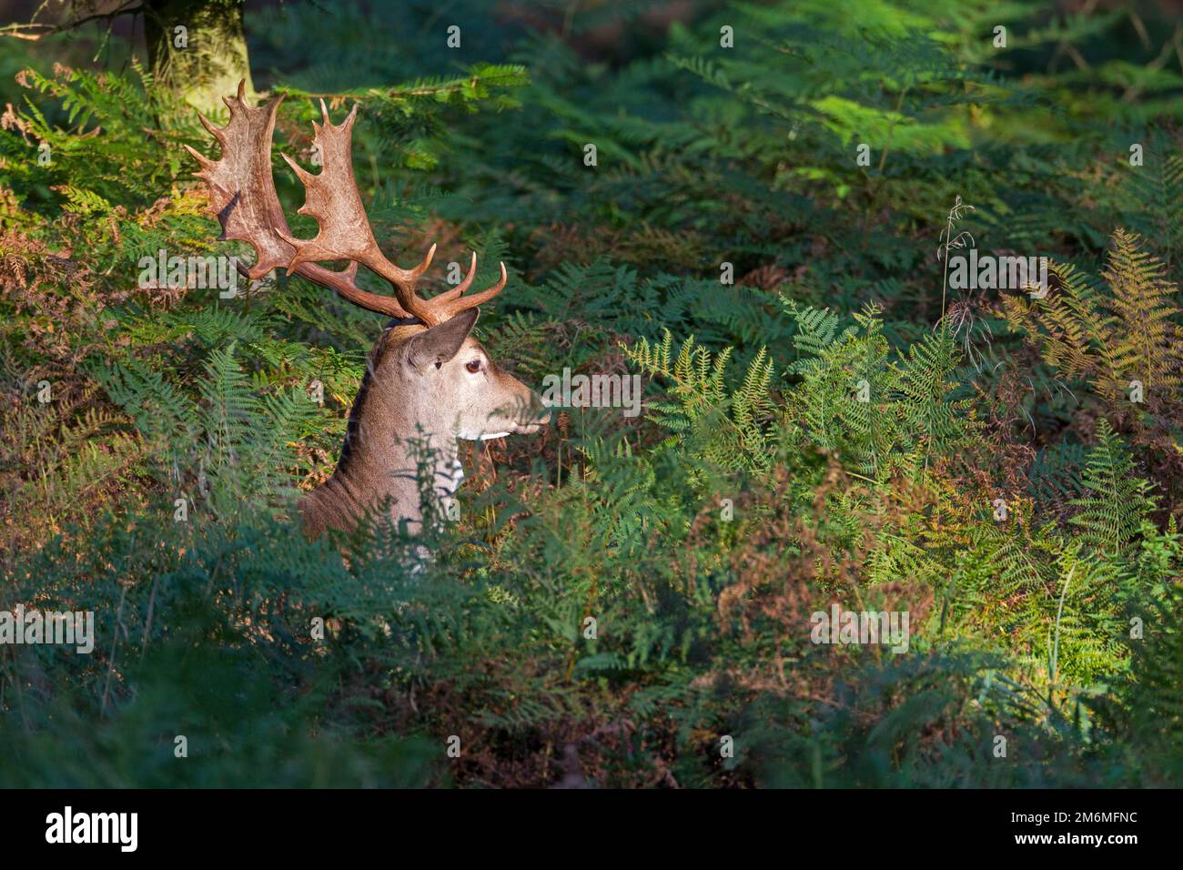 Fallow Deer buck between bracken Stock Photo