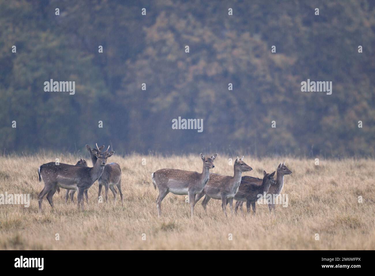 Fallow Deer brocket, does and fawns at the main rutting place Stock Photo