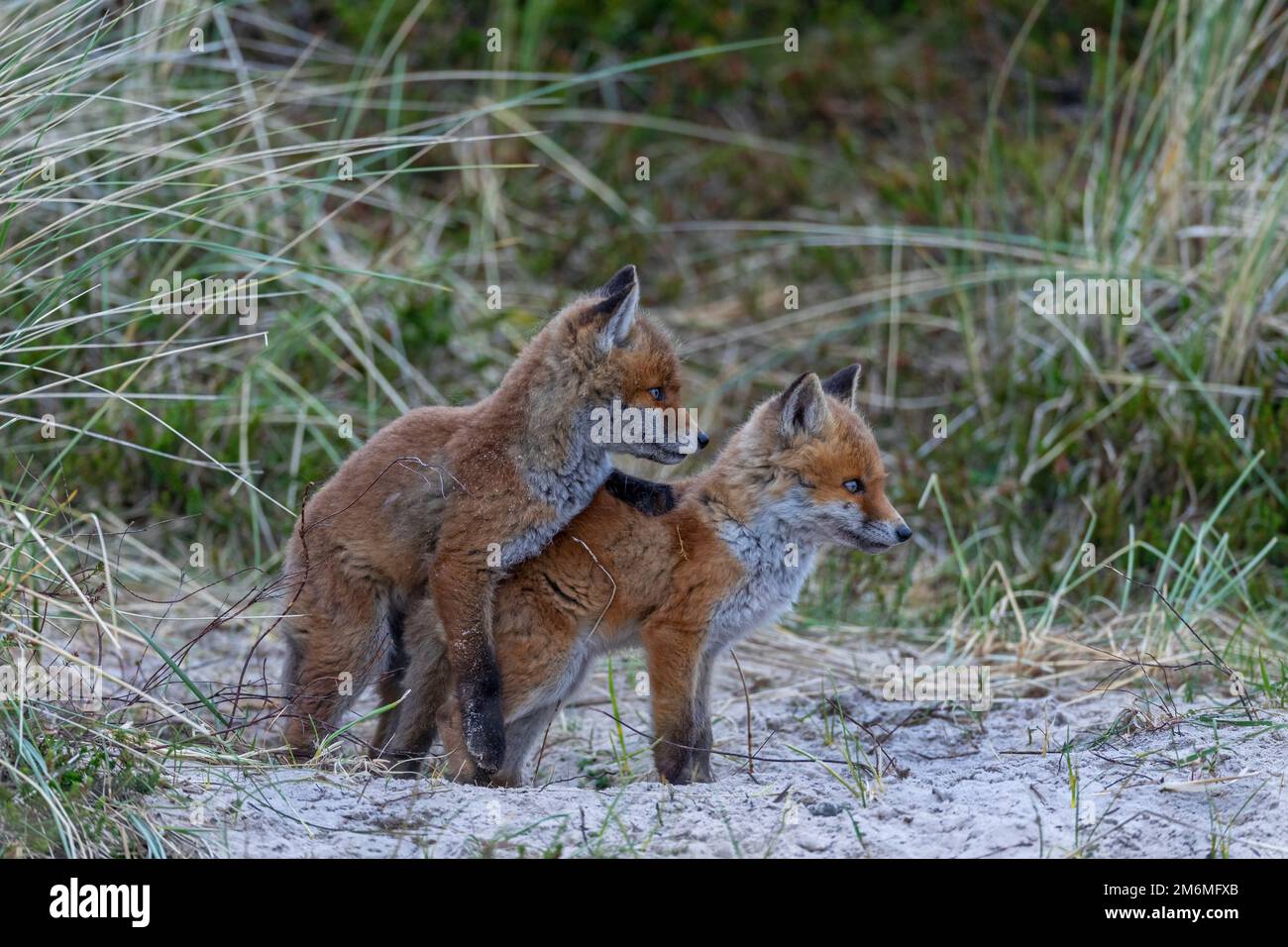The activity phase of the Red Fox pups increases again in the late evening Stock Photo