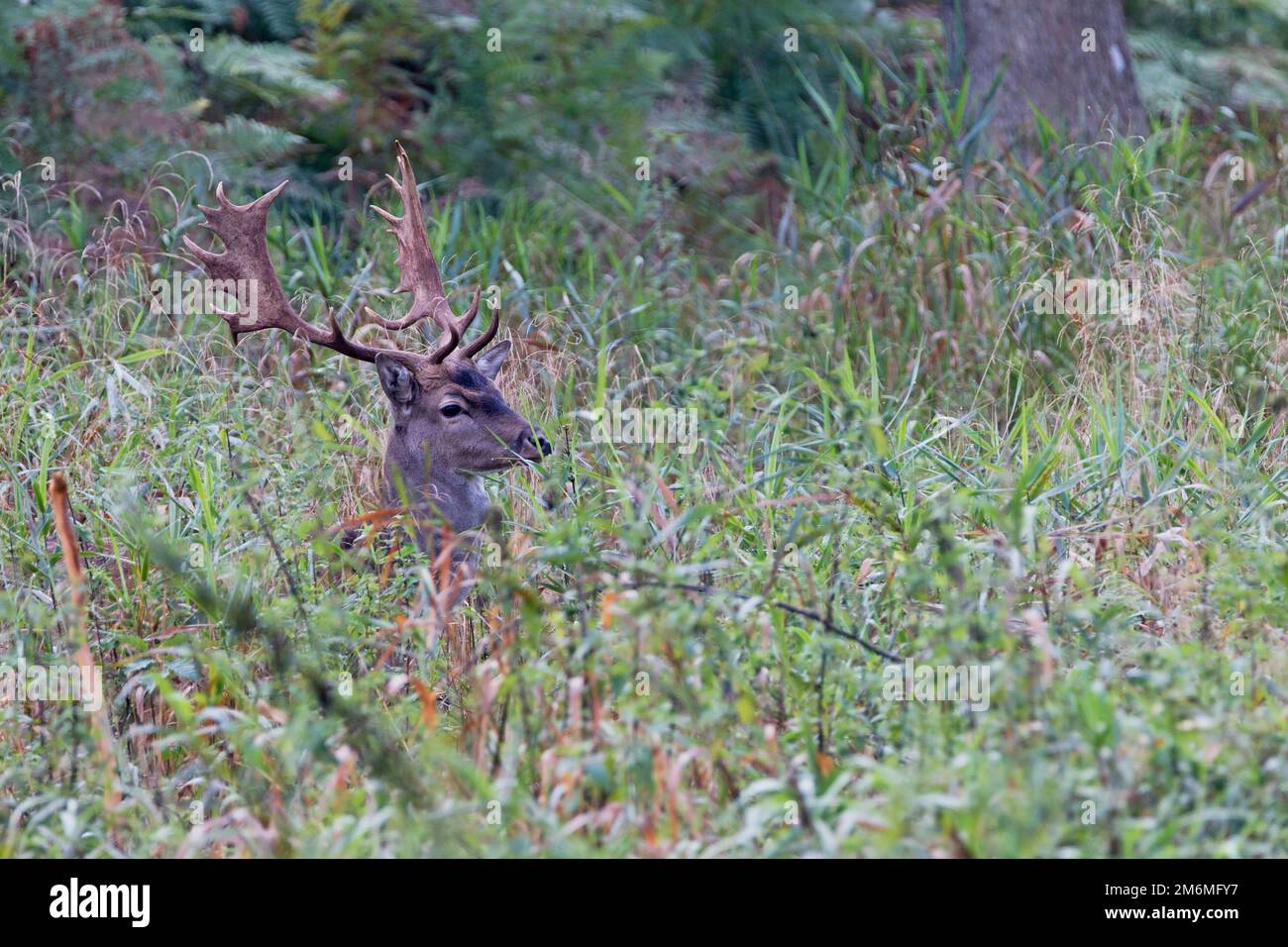 Fallow Deer buck on a forest meadow Stock Photo