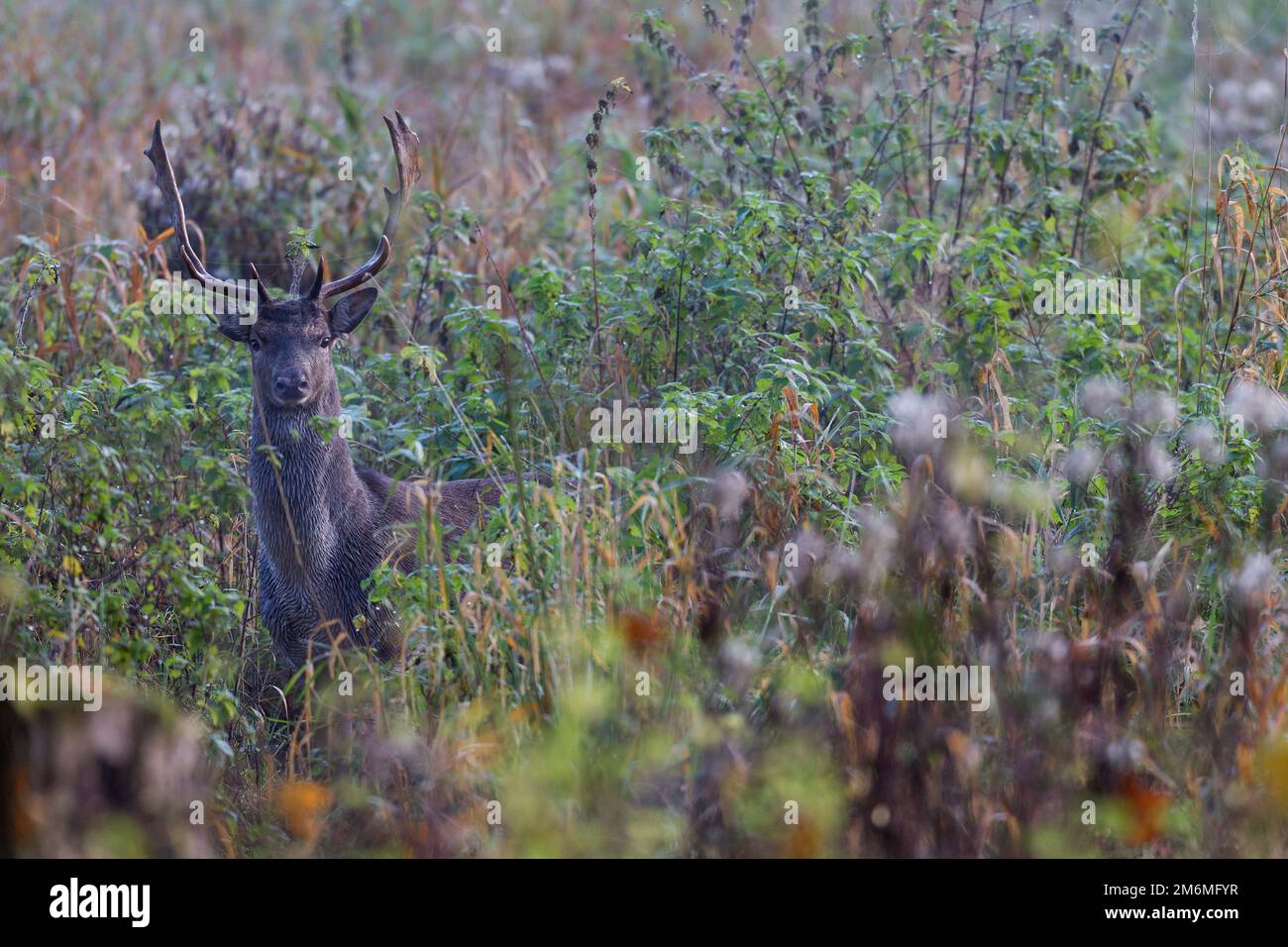 A young Fallow Deer buck during the rut Stock Photo