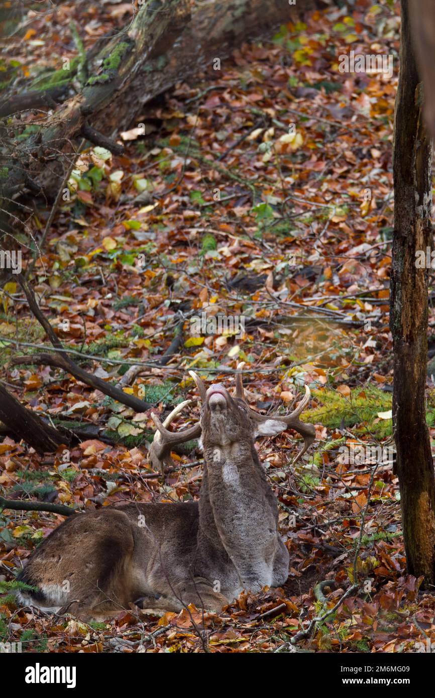Fallow Deer buck resting Stock Photo
