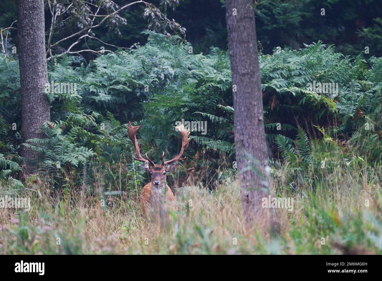 A Fallow Deer buck in front of a fern thicket Stock Photo