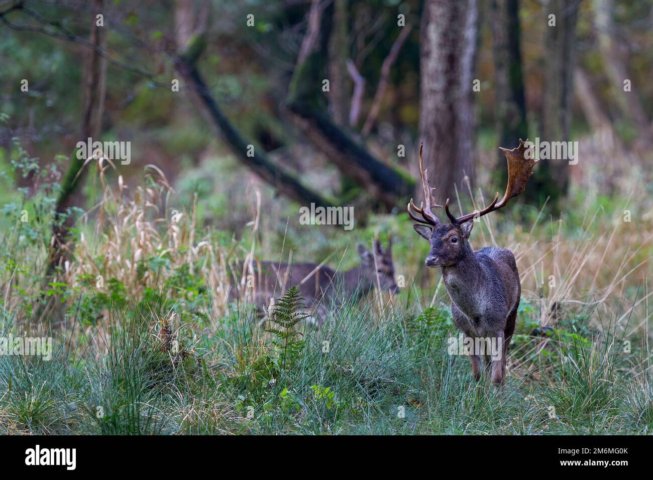 Fallow Deer buck and brocket Stock Photo