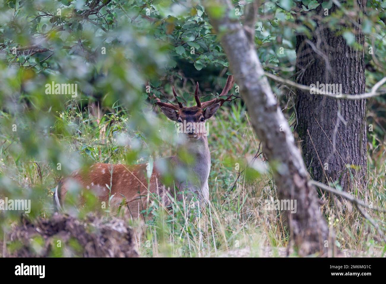 Fallow Deer buck on a forest meadow Stock Photo