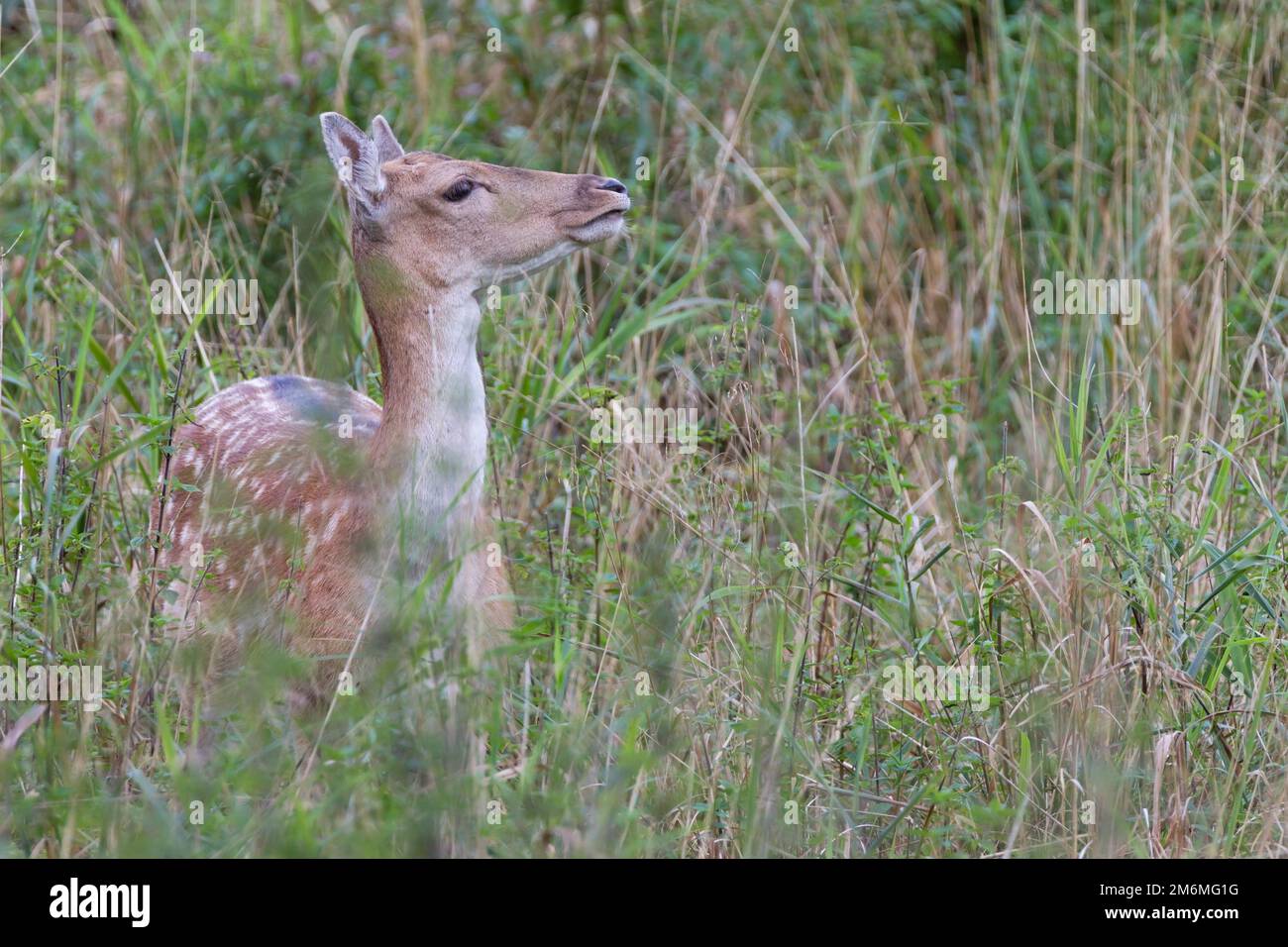 A Fallow Deer doe on a forest meadow Stock Photo