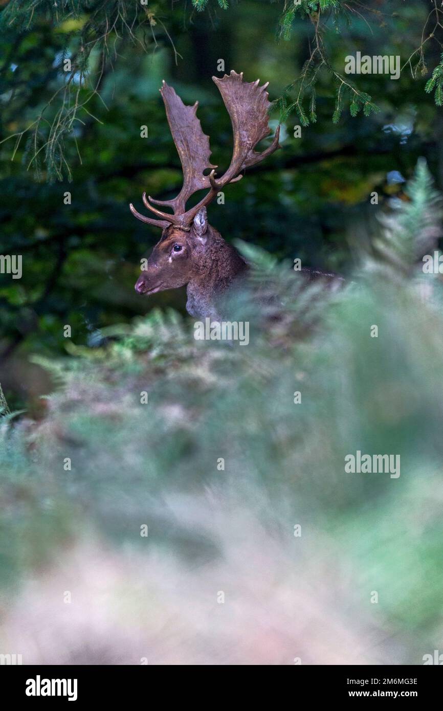 Fallow Bucks Rut Fallow Deer buck during the rut Stock Photo - Alamy
