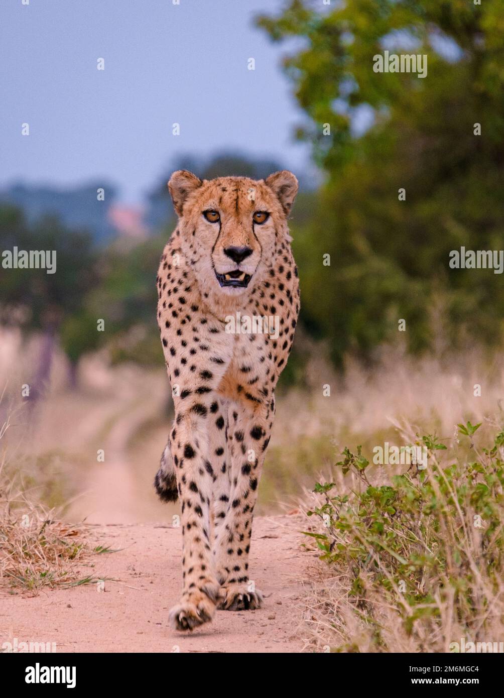 Cheetah wild animal in Kruger National Park South Africa, Cheetah on