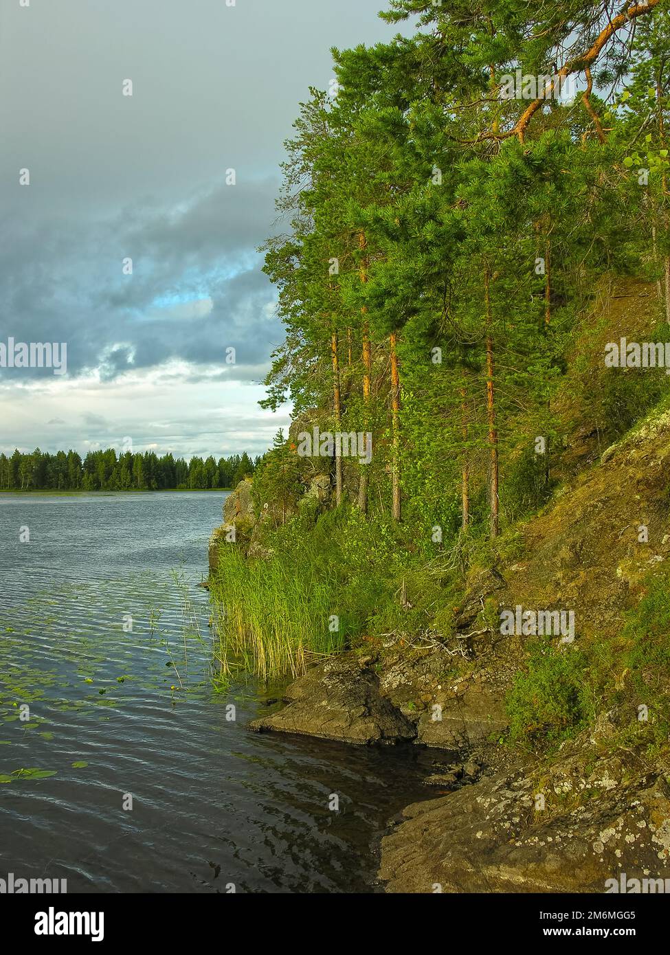 Pine trees on the steep rocky shore of the lake Stock Photo - Alamy