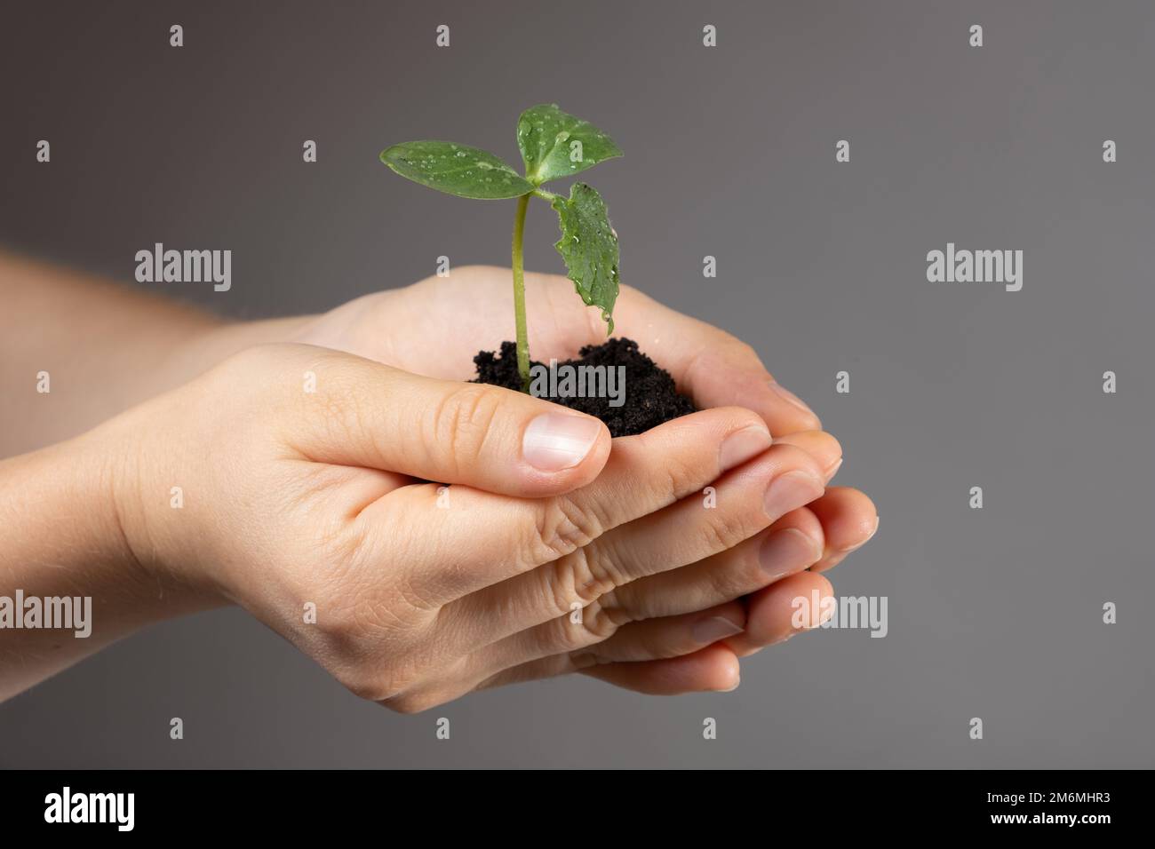 Growing cucumbers from seeds. Step 6 Planting in a large pot Stock
