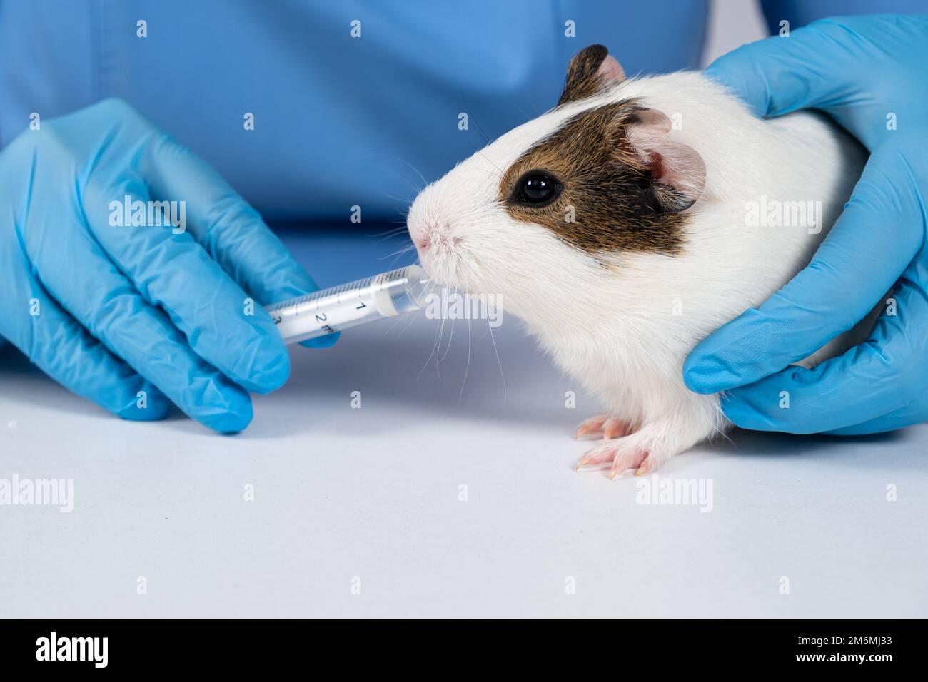 The veterinarian gives the medicine from the syringe to a small guinea