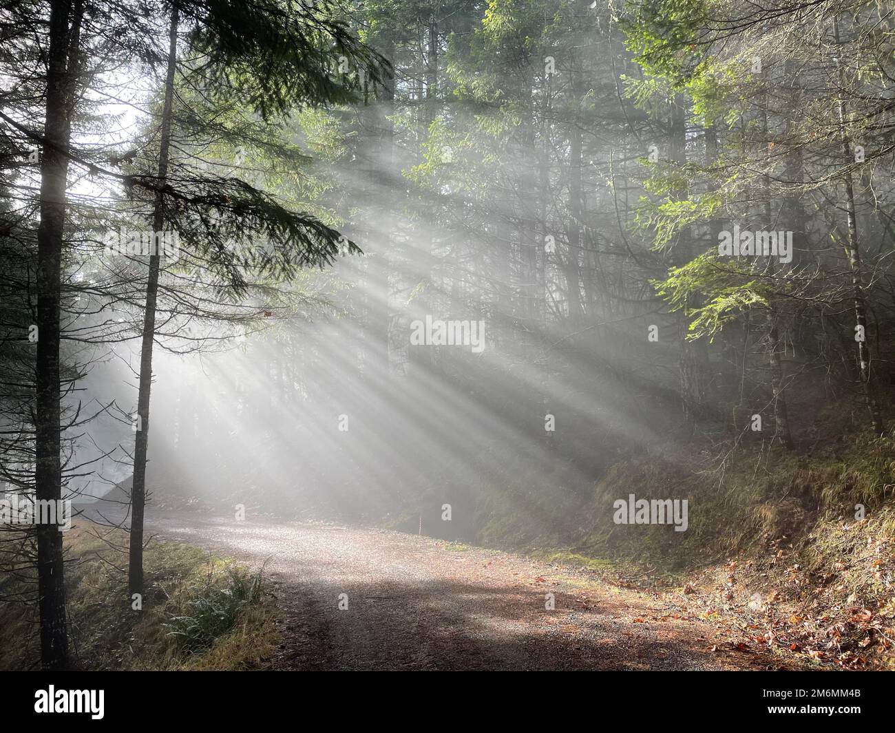 The dreamy sun rays in the green forest Stock Photo - Alamy