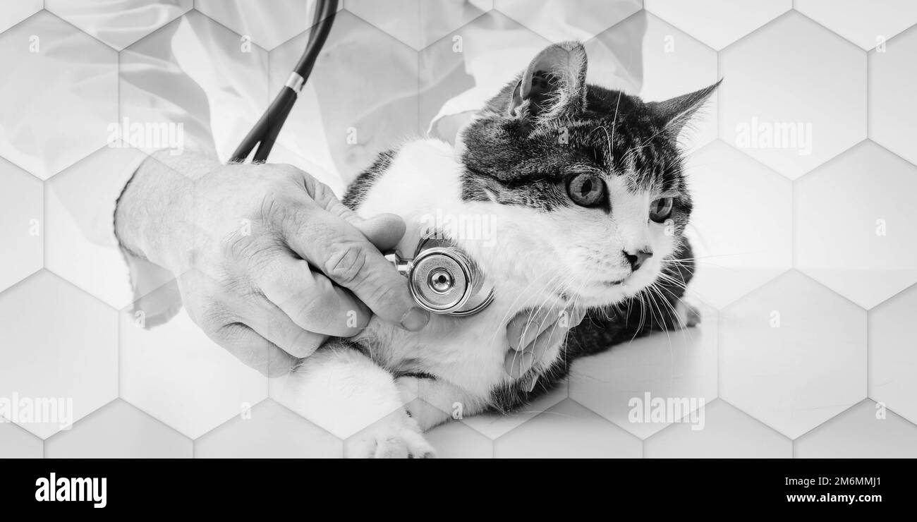 Sick cat Black and White Stock Photos & Images Alamy