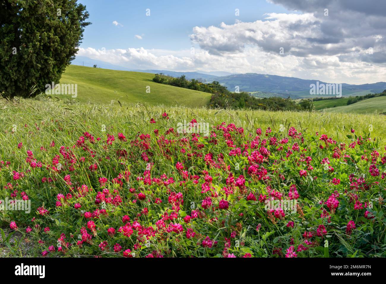 French Honeysuckle flowering in Tuscany Stock Photo