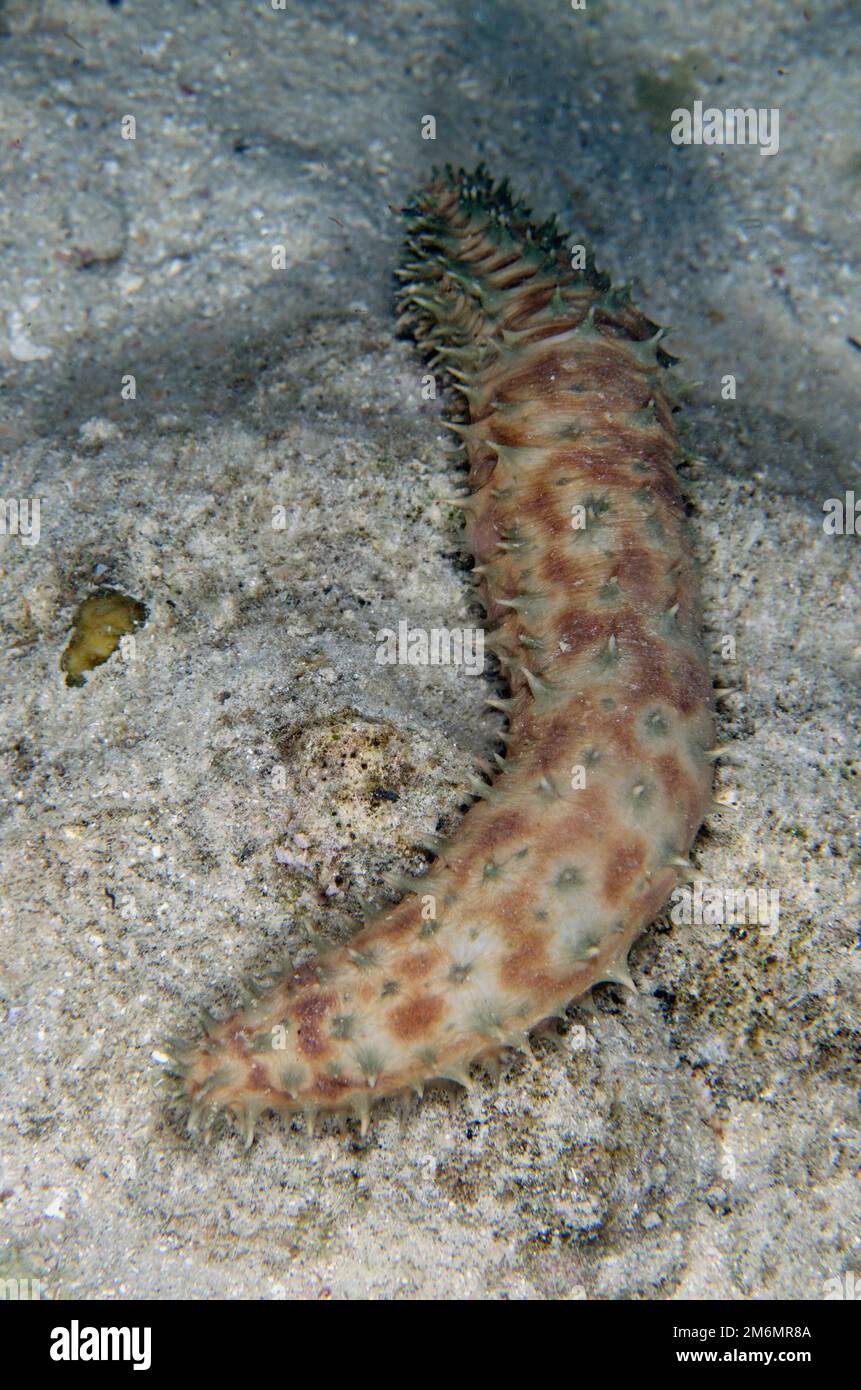Tigertail Sea Cucumber, Holothuria hilla, night dive, NusaBay Menjangan Hotel house reef, West Bali National Park, near Menjangan Island, Buleleng, Ba Stock Photo