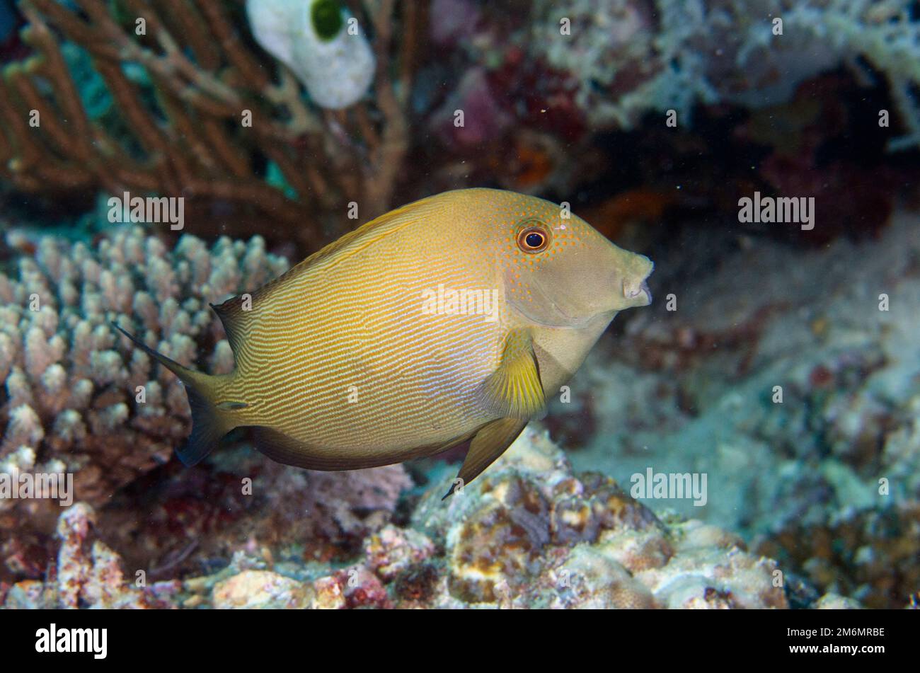 Lined Bristletooth, Ctenochaetus striatus, Post 2 dive site, Menjangan Island, Buleleng, Bali, Indonesia Stock Photo