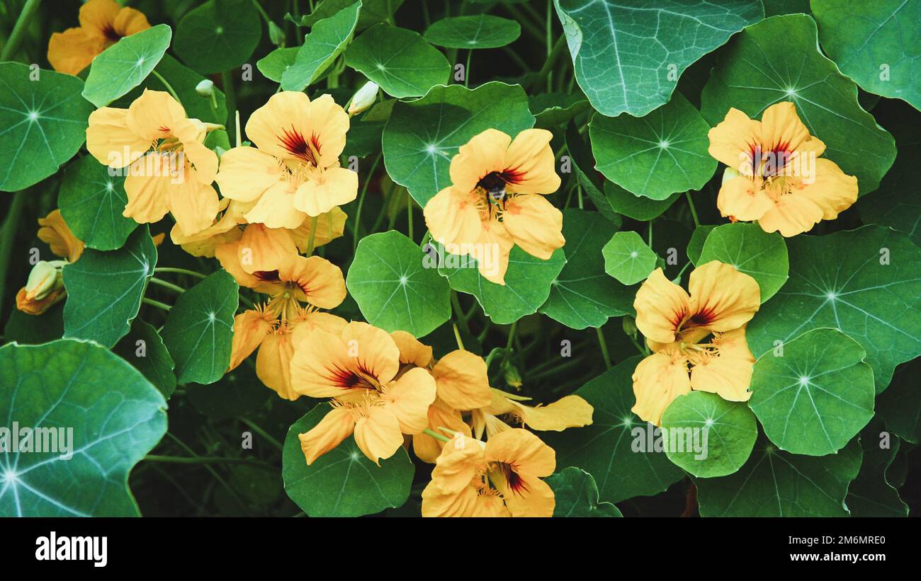 Nasturtium plant with yellow flowers, Tropaeolum majus in the garden Stock Photo Alamy
